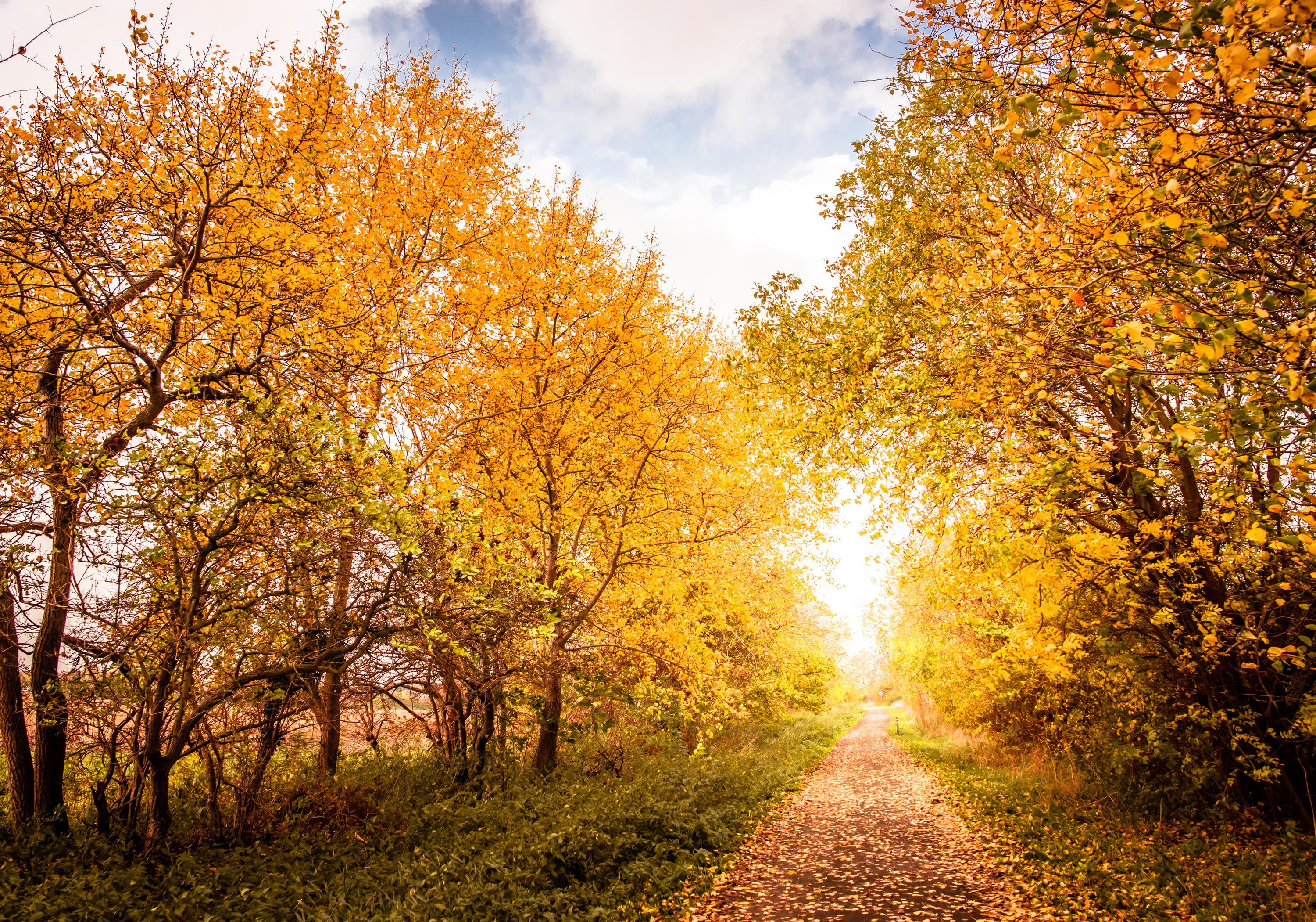 wandmotiv24 Herbstlandschaft Wandtapete, warmen Motivtapete, in glatt, matt, Farben, Fototapete Vliestapete