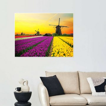 Posterlounge Poster Editors Choice, Holländische Windmühlen und Tulpenfelder, Fotografie