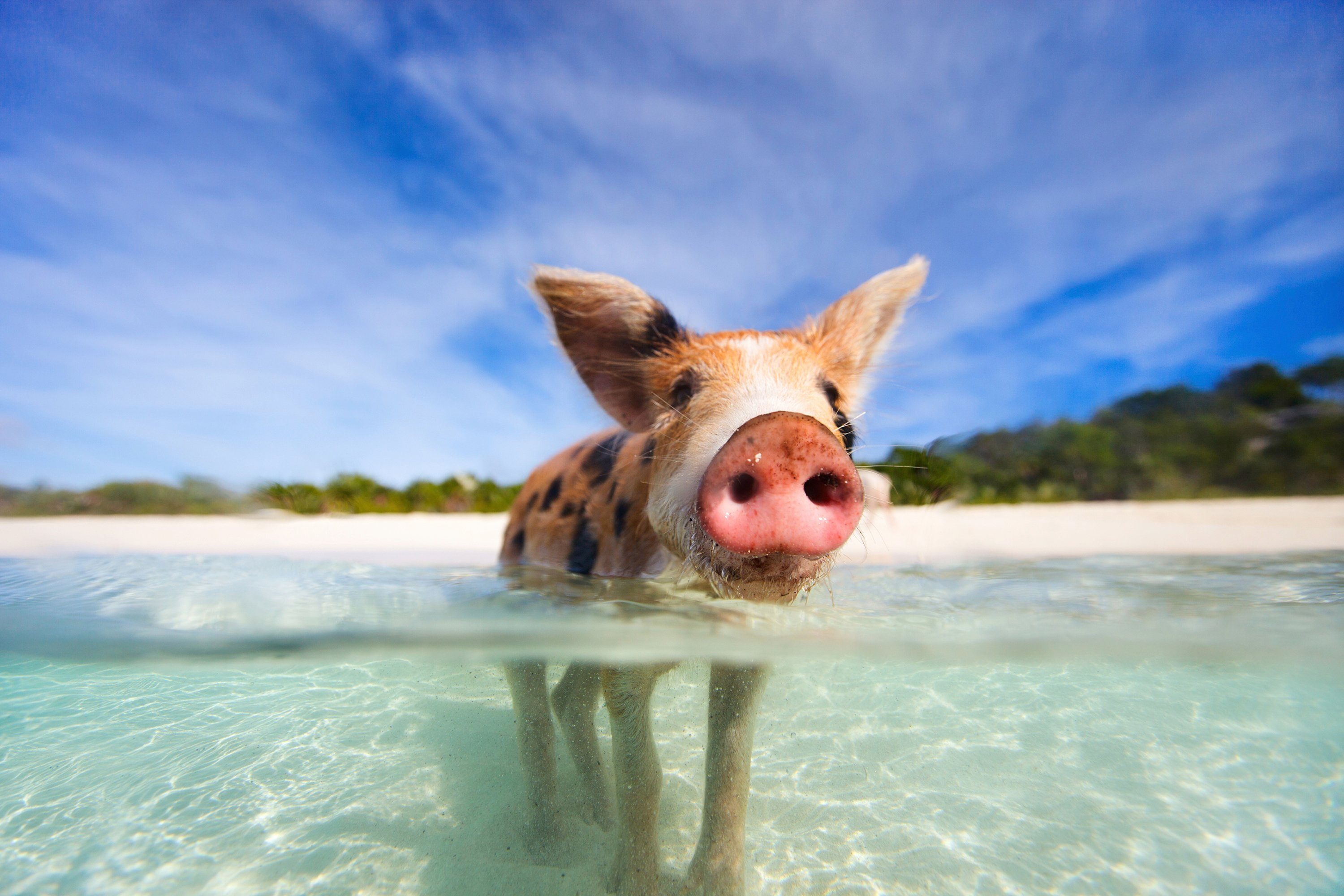 Papermoon Fototapete FERKEL-SCHWEIN TIER SCHWIMMEN HUMOR STRAND SÜDSEE PALME