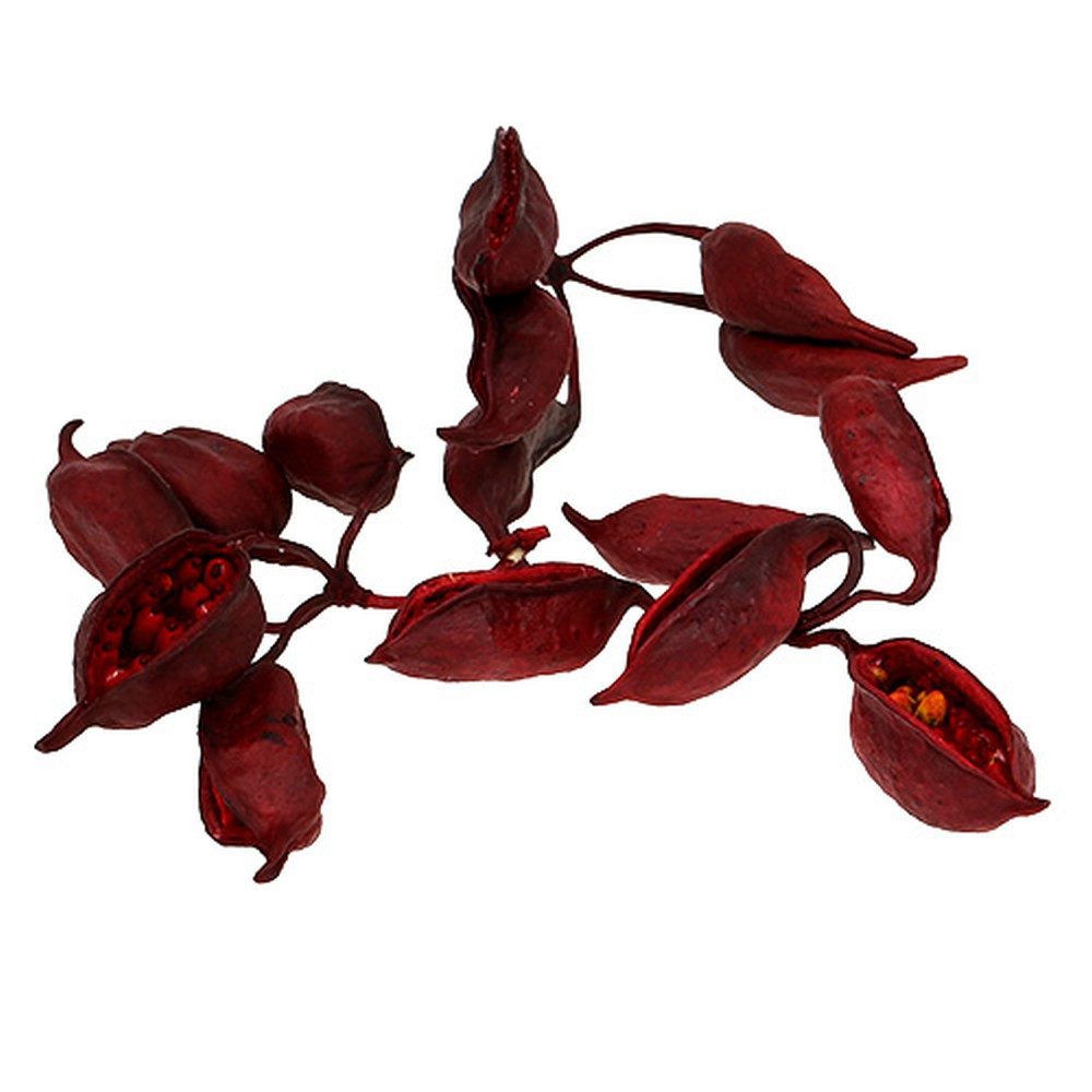 Trockenblume Brachyciton Rot 500g - Tropische Trockenfrucht Deko für Weihnachten