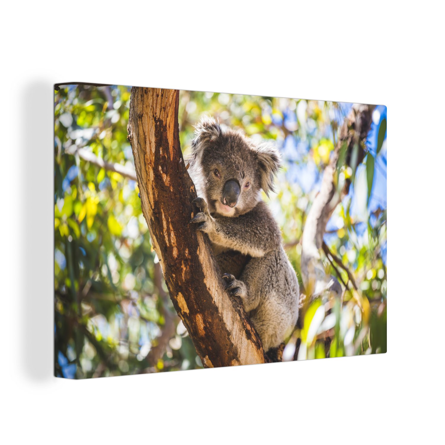 OneMillionCanvasses® Leinwandbild Koala - Eukalyptus - Baum, (1 St), Wandbild Leinwandbilder, Aufhängefertig, Wanddeko, 30x20 cm