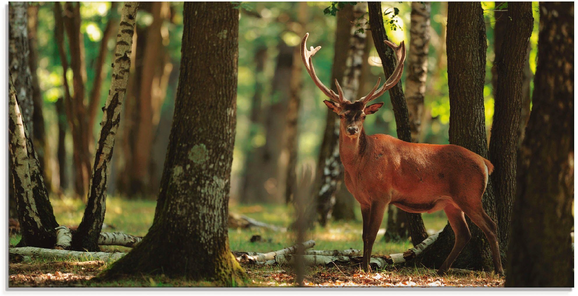 Artland Glasbild Hirsch 4 - Wald, Wildtiere (1 St), in verschiedenen Größen