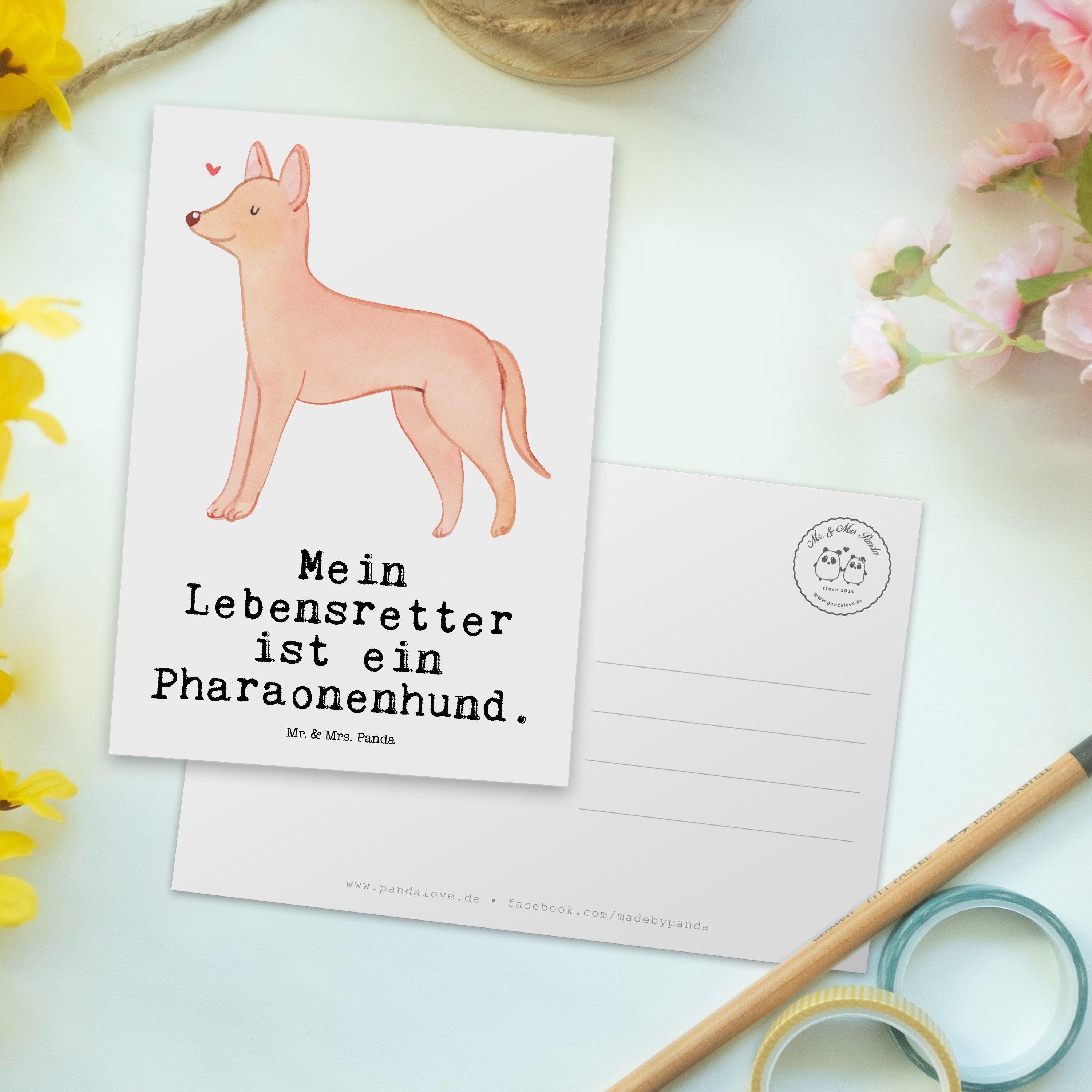 Mr. & - Pharaonenhund Geschenk, Weiß Panda Welpe, Lebensretter - Postkarte Geburtstagskarte Mrs.