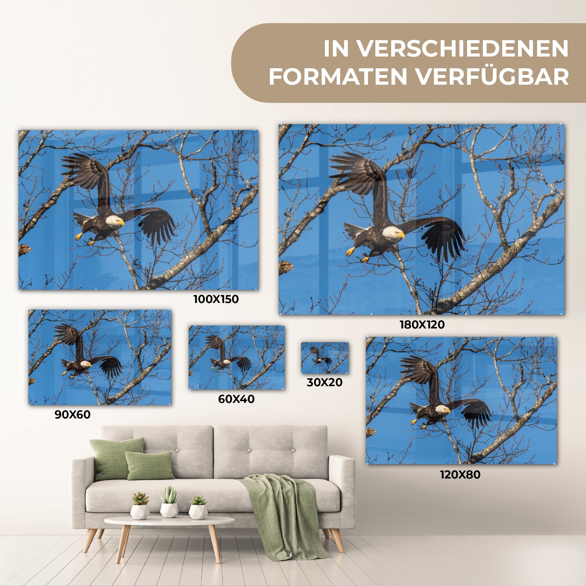 MuchoWow Acrylglasbild Weißkopfseeadler (1 Himmel den fliegt & St), Tennesee, Schlafzimmer Wohnzimmer durch blauen Acrylglasbilder von