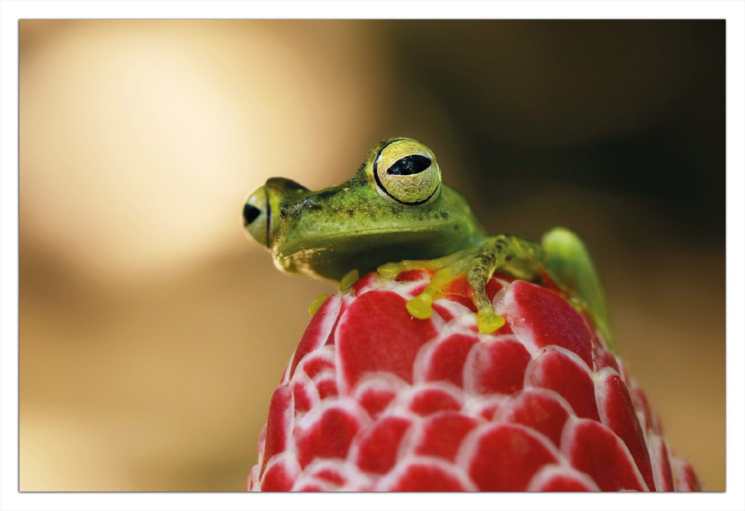 Wallario Wandfolie, Frosch sitzt auf einer Knospe, in verschiedenen Ausführungen