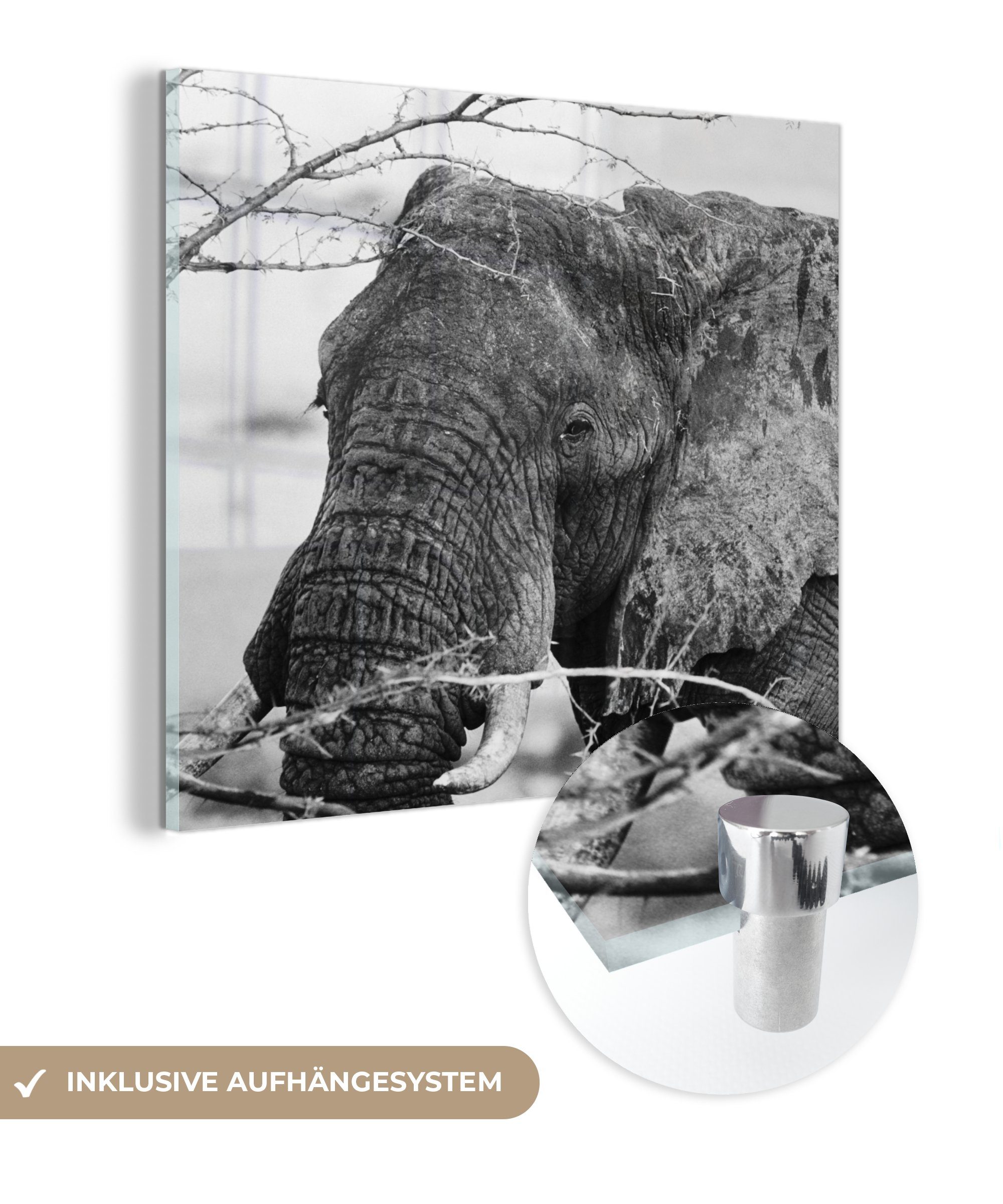 MuchoWow Acrylglasbild Elefant - Tiere - Äste - Natur - Schwarz und weiß, (1 St), Glasbilder - Bilder auf Glas Wandbild - Foto auf Glas - Wanddekoration
