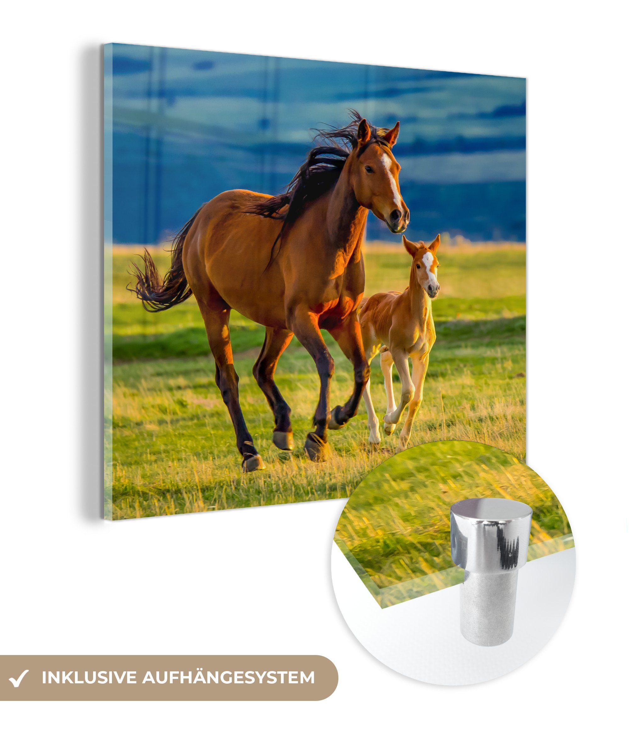 MuchoWow Acrylglasbild Pferde - Gras - Tiere - Landschaft - Natur, Inkl. Aufhängung, Bilder auf Glas Wandbild, Wanddeko Wohnzimmer Badezimmer, 20x20 cm