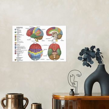 Posterlounge Wandfolie Science Photo Library, Das Gehirn aus vier Perspektiven (Englisch), Klassenzimmer Illustration