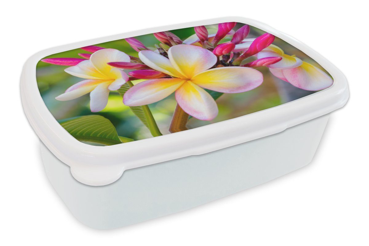 MuchoWow Lunchbox Blumen - Plumeria - Farben, Kunststoff, (2-tlg), Brotbox für Kinder und Erwachsene, Brotdose, für Jungs und Mädchen weiß