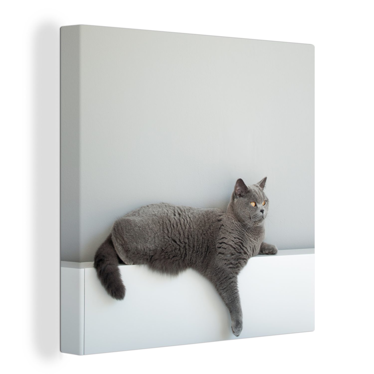 OneMillionCanvasses® Leinwandbild Katze - Britisch Kurzhaar - Grau - Mädchen - Kinder - Jungen - Kinder, (1 St), Leinwand Bilder für Wohnzimmer Schlafzimmer bunt