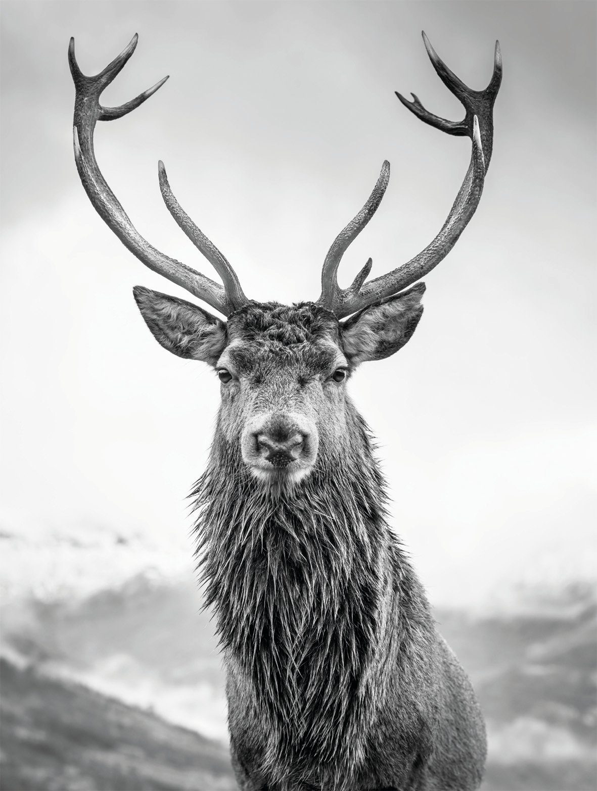 Bönninghoff Leinwandbild, Hirsch (1 St), BxH: 46x61 cm günstig online kaufen