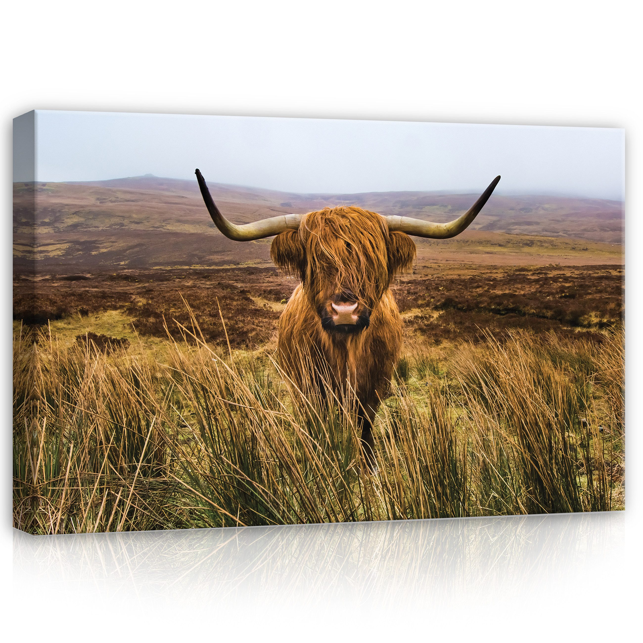 Leinwandbild Schottische Kuh Tier Natur Modern Wandbilder Wand Deko XXL Bilder