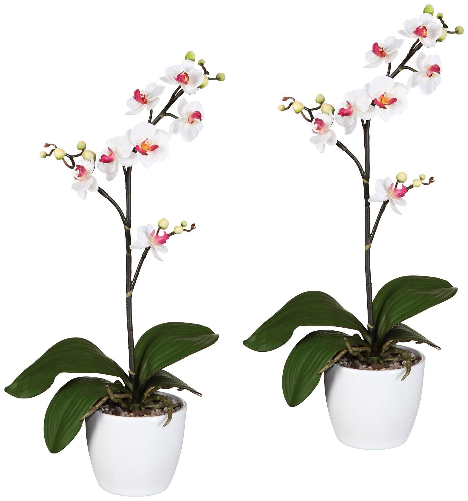 Kunstpflanze Orchidee Phalaenopsis Orchidee, Creativ green, Höhe 55 cm, im günstig online kaufen