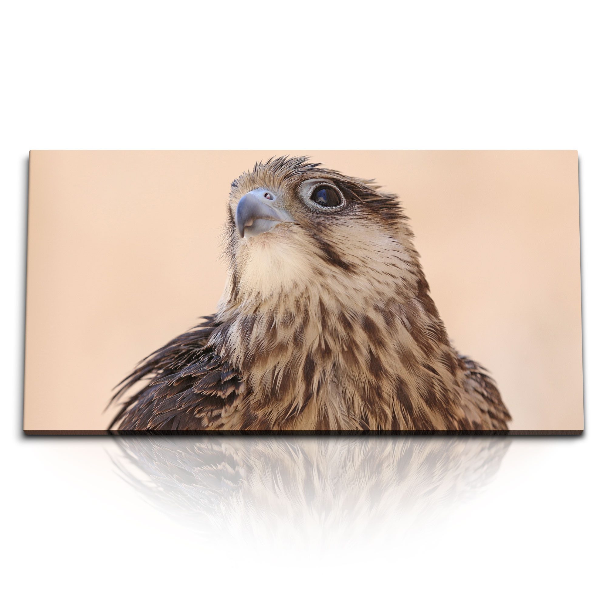 Leinwandbild Kunstdruck Bilder 120x60cm Falke Raubvogel Tierfotografie Greifvogel V