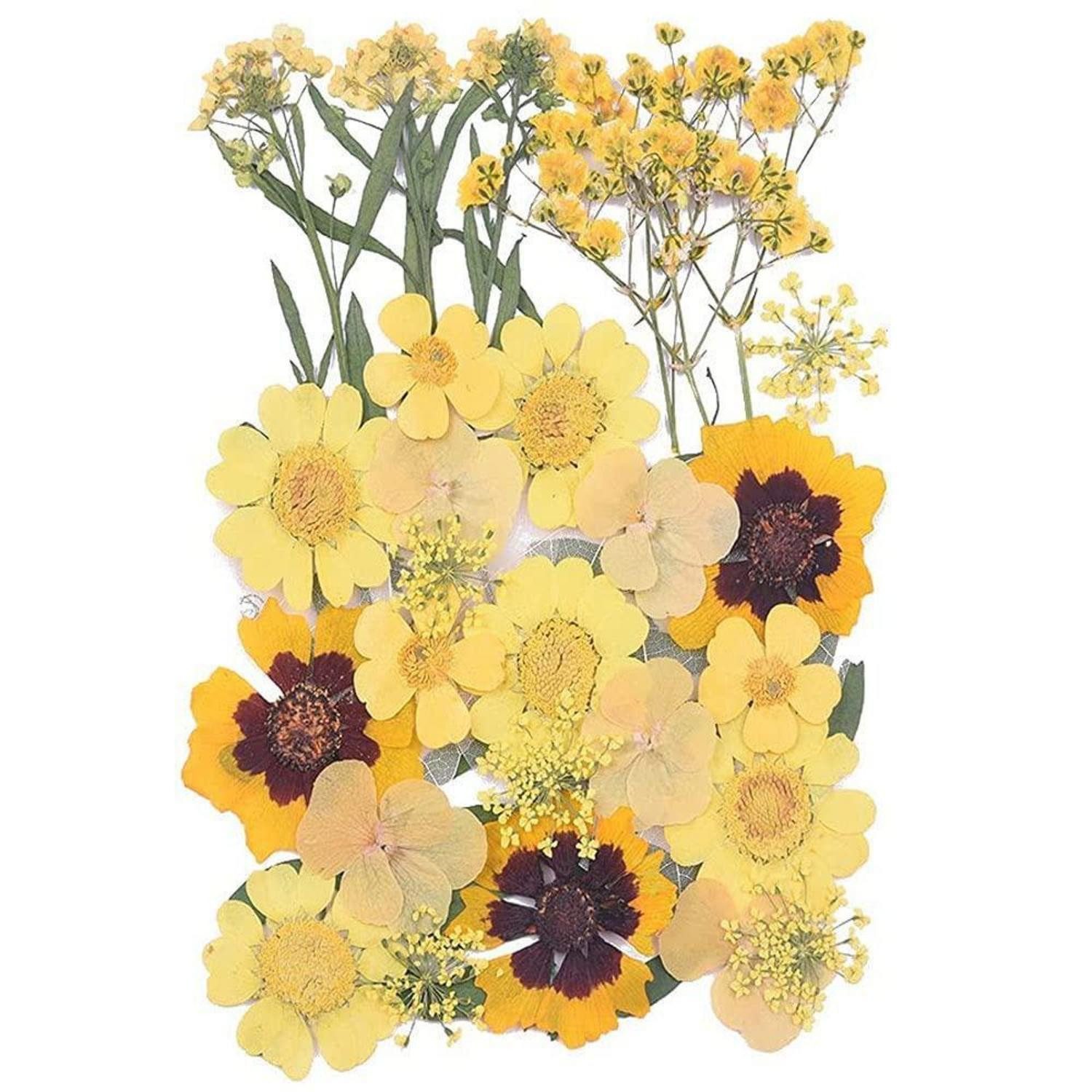 Trockenblume Getrocknete Blumen Gelb 33 Stück, LuxusKollektion, Höhe 0.5 cm