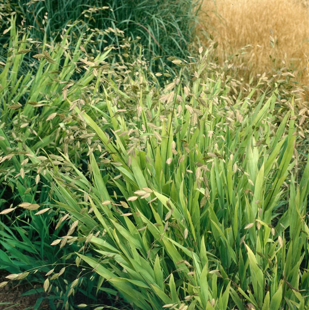 Pflanzen für Dich Травы Chasmanthium latifolium, 1 St., Plattährengras, Breitblättriges Plattährengras, ziergras, hängende samenstände