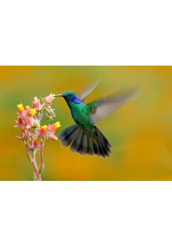  PAPERMOON фотообои »Hummingbird ...