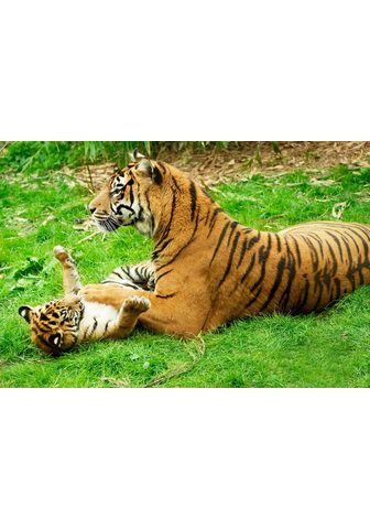  PAPERMOON фотообои »Tiger with B...
