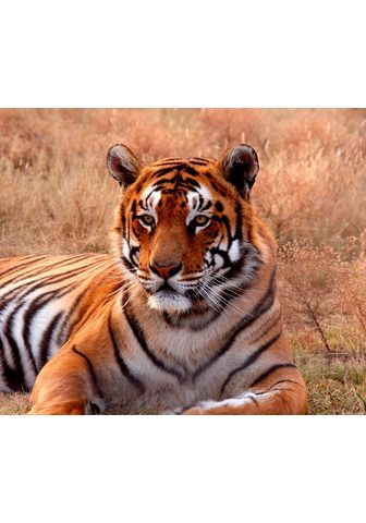 PAPERMOON фотообои »Tiger«...