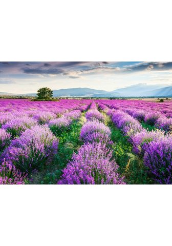  PAPERMOON фотообои »Lavende Gard...