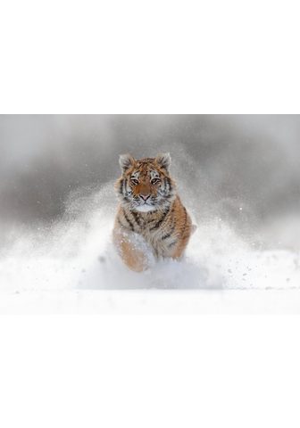  PAPERMOON фотообои »Siberian Tig...