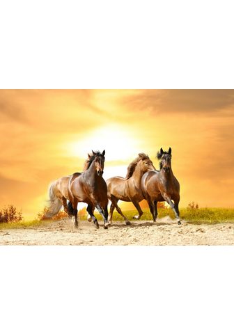  PAPERMOON фотообои »Horses Run в...