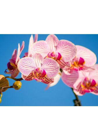  PAPERMOON фотообои »Pink Phalaen...