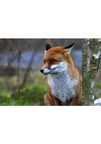 PAPERMOON фотообои »Red Fox&laqu...