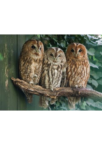  PAPERMOON фотообои »Tawny Owls&l...