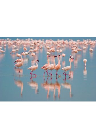  PAPERMOON фотообои »Flamingos&la...