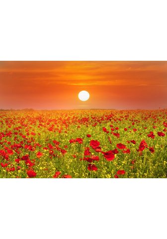  PAPERMOON фотообои »Red Poppies ...