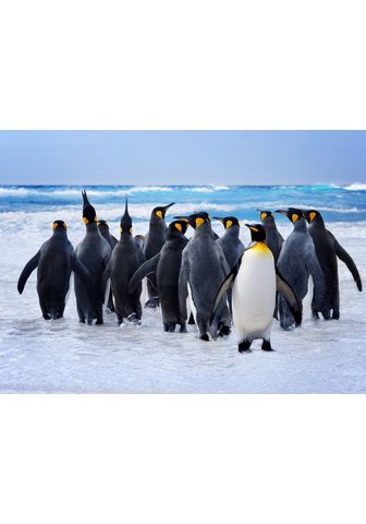  PAPERMOON фотообои »King Penguin...