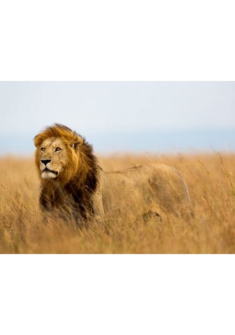  PAPERMOON фотообои »Lion в Masai...