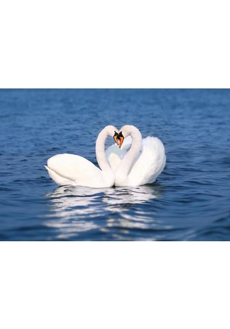  PAPERMOON фотообои »Swan Love Co...