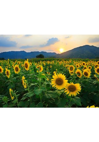  PAPERMOON фотообои »Sunflower Fi...