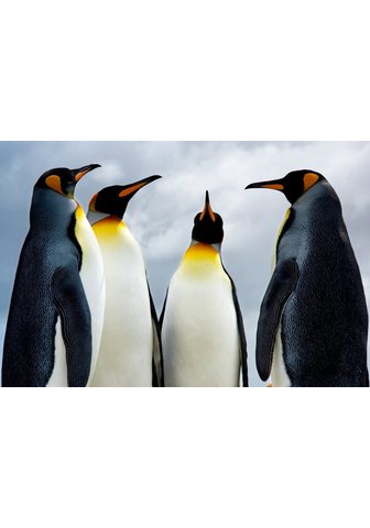  PAPERMOON фотообои »King Pinguin...