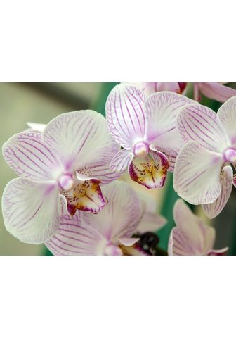  PAPERMOON фотообои »White Orchid...