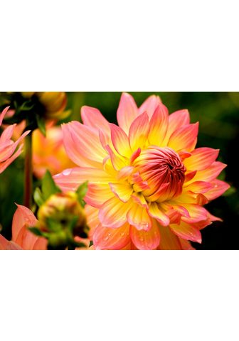  PAPERMOON фотообои »Dahlia«...