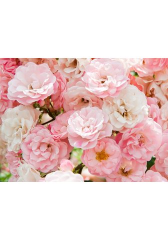 PAPERMOON фотообои »Pink Roses&l...