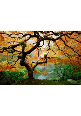  PAPERMOON фотообои »Autumn Maple...