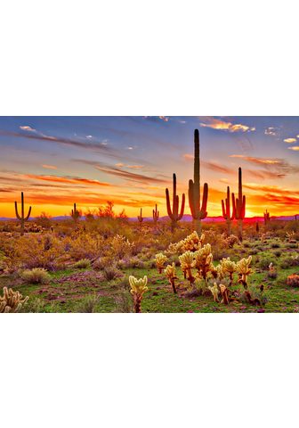  PAPERMOON фотообои »Saguaros Sun...