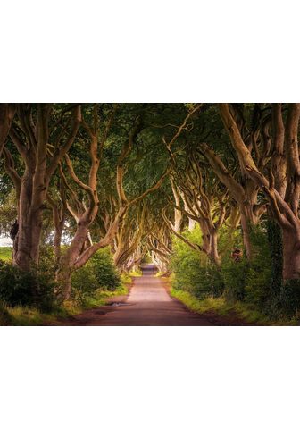  PAPERMOON фотообои »Dark Hedges ...