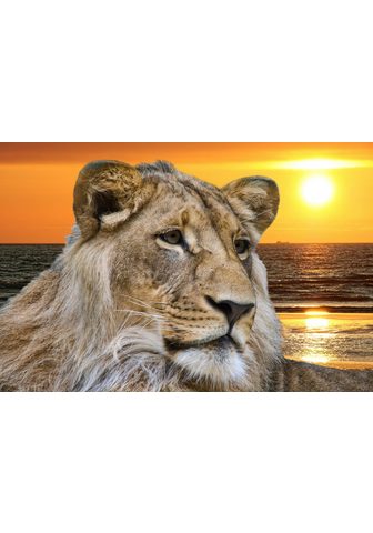  PAPERMOON фотообои »Lion в Sunse...
