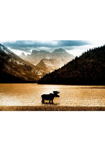  PAPERMOON фотообои »Moose в Wate...