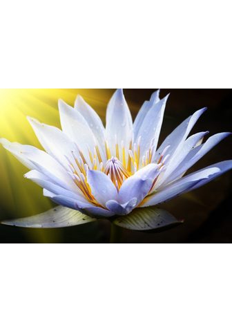  PAPERMOON фотообои »Lotus Flower...