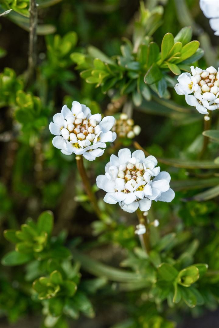 Pflanzen für Dich Staude Iberis semp. Zwergschneeflocke, 1 St., Schleifenblume, Immergrüne Schleifenblume