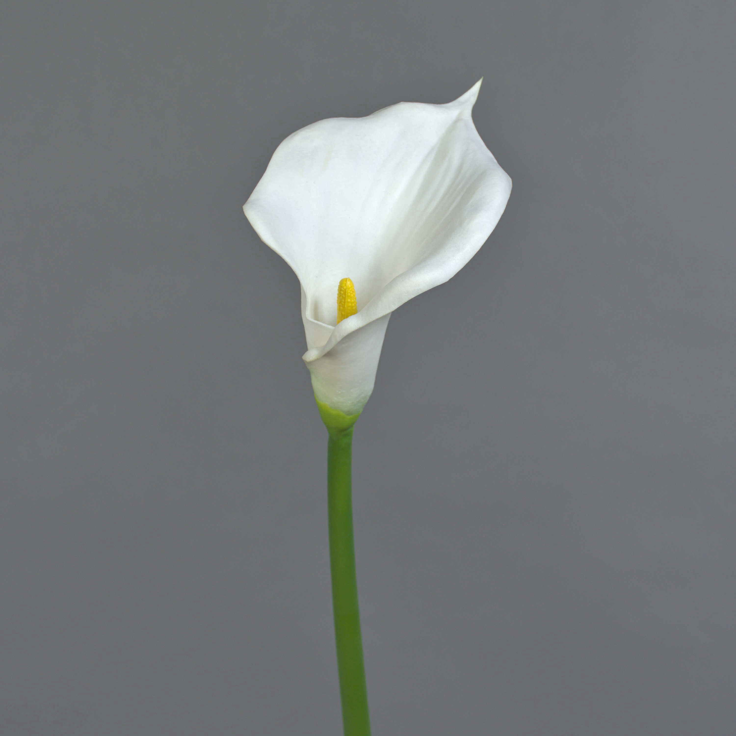 Kunstblume Deko Blume Calla DAISCHI, weiß, 70cm Calla, artplants, Höhe 70.0 cm