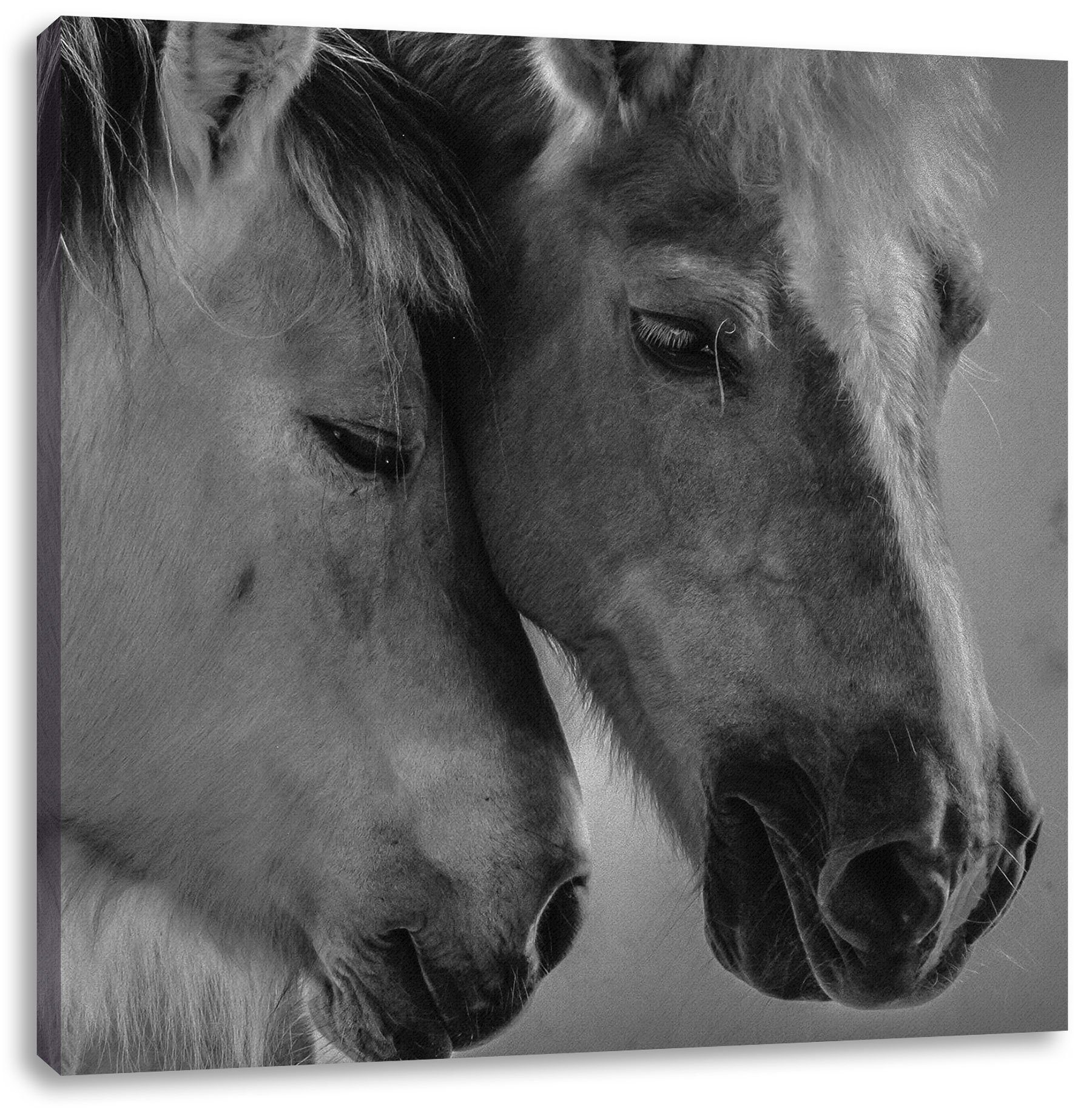 Pferde fertig St), Pferde, Leinwandbild bespannt, zwei liebevolle Leinwandbild zwei inkl. liebevolle Zackenaufhänger Pixxprint (1