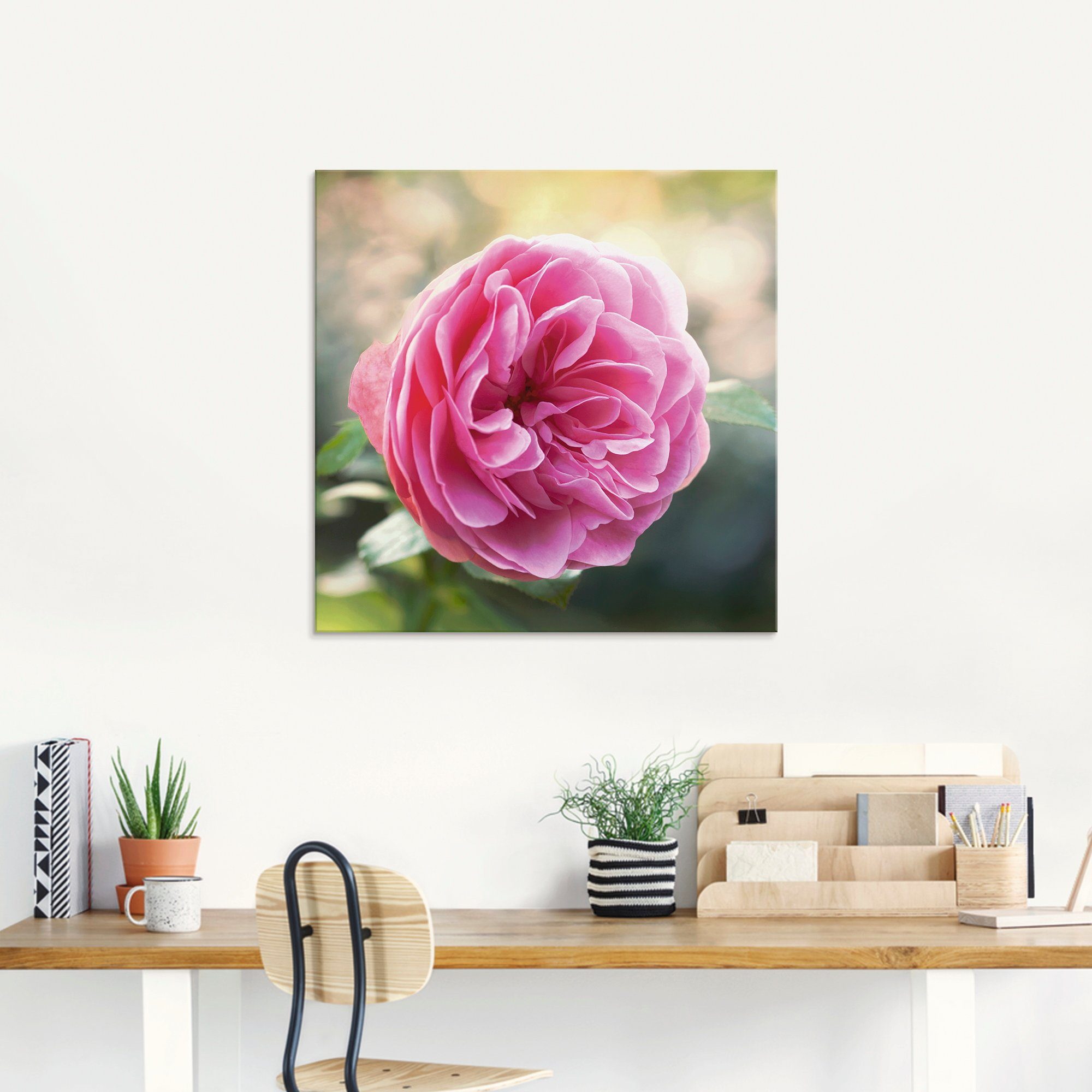 Rosa St), (1 Blumen Glasbild Artland verschiedenen in Größen im Gegenlicht, Rose