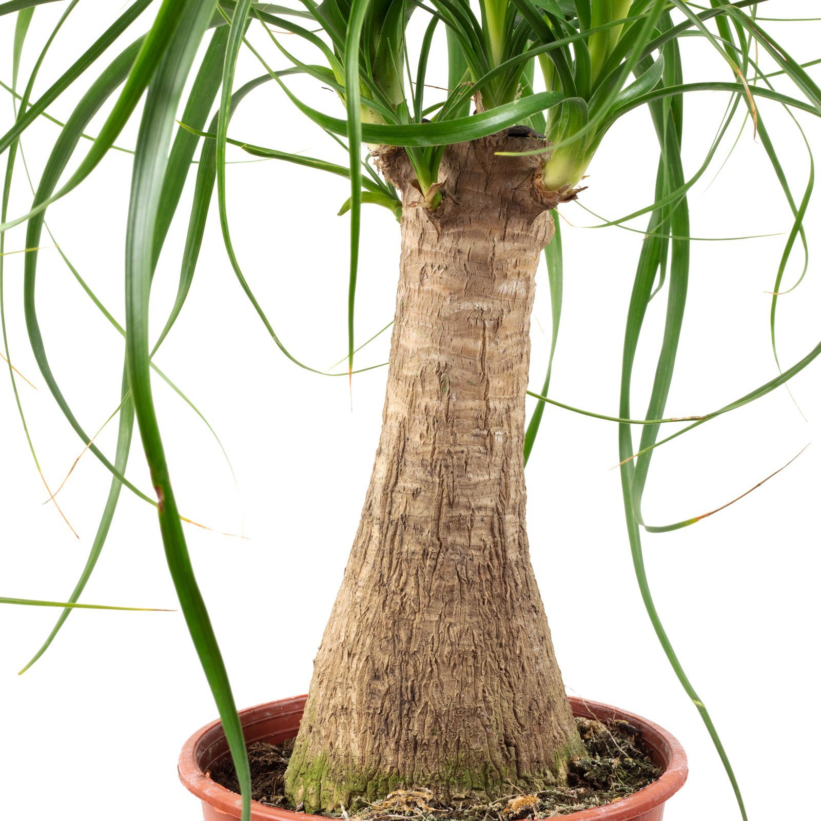 Flowerbox Zimmerpflanze Elefantenfuß 1-Stamm – Beaucarnea, pflegeleicht - Höhe ca. 40 cm, Topf-Ø 14 cm